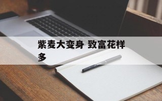紫麦大变身 致富花样多