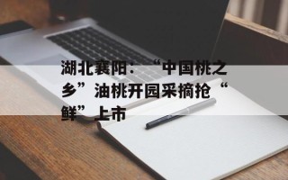 湖北襄阳：“中国桃之乡”油桃开园采摘抢“鲜”上市