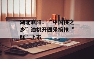 湖北襄阳：“中国桃之乡”油桃开园采摘抢“鲜”上市