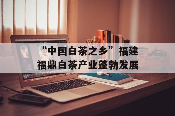“中国白茶之乡”福建福鼎白茶产业蓬勃发展-第1张图片-